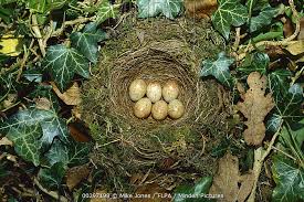 Attēlu rezultāti vaicājumam “Erithacus rubecula nest”
