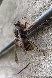 Attēlu rezultāti vaicājumam “Dolichovespula media”