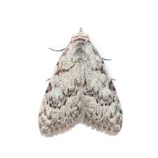 Attēlu rezultāti vaicājumam “Nola confusalis”