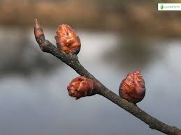 Attēlu rezultāti vaicājumam “Ulmus laevis”