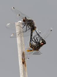 Attēlu rezultāti vaicājumam “Leucorrhinia caudalis male”