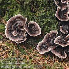 Attēlu rezultāti vaicājumam “Phellodon tomentosus”