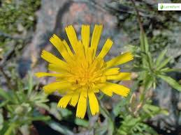Attēlu rezultāti vaicājumam “Crepis tectorum fruit”