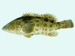 Image result for Epinephelus tukula