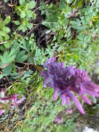 Attēlu rezultāti vaicājumam “Corydalis solida flower”
