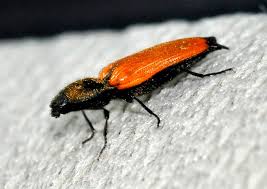 Attēlu rezultāti vaicājumam “Anostirus castaneus”