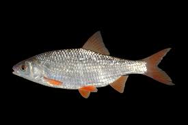 Image result for Rutilus rutilus