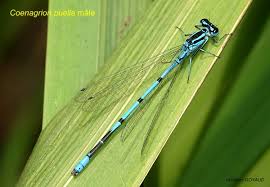 Attēlu rezultāti vaicājumam “Coenagrion puella”