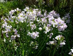 Attēlu rezultāti vaicājumam “Cardamine pratensis flower”