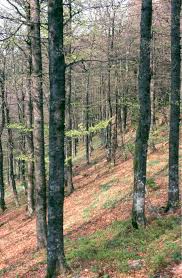 Attēlu rezultāti vaicājumam “Phleogena faginea sessile”