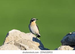 Attēlu rezultāti vaicājumam “Oenanthe oenanthe male”