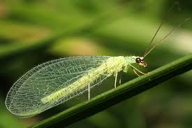 Attēlu rezultāti vaicājumam “Chrysopa”