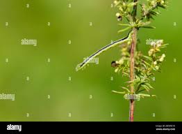 Attēlu rezultāti vaicājumam “Catarhoe cuculata”
