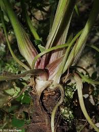Attēlu rezultāti vaicājumam “Anthriscus sylvestris bud”