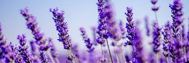 Image result for Lavendel
