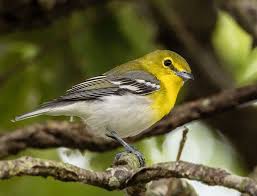 Image result for Vireo flavifrons