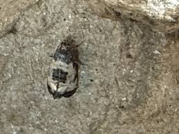 Attēlu rezultāti vaicājumam “Cochylis dubitana”