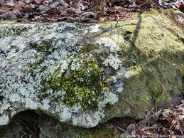 Attēlu rezultāti vaicājumam “Dicranum polysetum sporophyte”