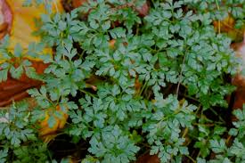 Attēlu rezultāti vaicājumam “Geranium robertianum leaf”