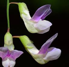 Attēlu rezultāti vaicājumam “Lathyrus palustris flower”