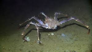 Image result for Lithodes maja