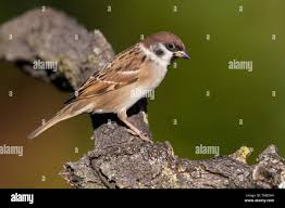 Attēlu rezultāti vaicājumam “Passer montanus adult”