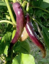 Afbeeldingsresultaat voor joe long cayenne hot pepper