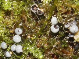 Attēlu rezultāti vaicājumam “Diderma umbilicatum macro”