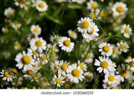 Image result for Matricaria recutita (chamomilla)