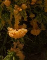 Attēlu rezultāti vaicājumam “Fuligo luteonitens”