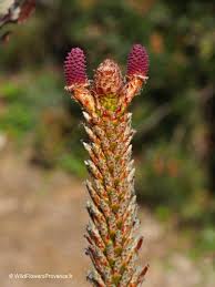 Attēlu rezultāti vaicājumam “Pinus pumila male flower”