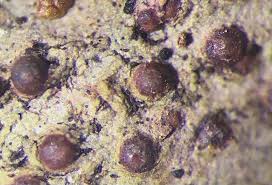 Attēlu rezultāti vaicājumam “Thelopsis rubella”