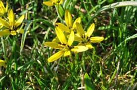 Attēlu rezultāti vaicājumam “Gagea pratensis flower”