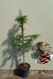 Attēlu rezultāti vaicājumam “Pseudotsuga menziesii”