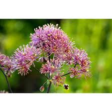 Attēlu rezultāti vaicājumam “Thalictrum aquilegifolium fruit”