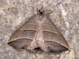 Attēlu rezultāti vaicājumam “Colobochyla salicalis”