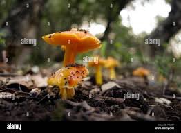 Attēlu rezultāti vaicājumam “Hygrocybe acutoconica”