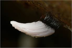 Attēlu rezultāti vaicājumam “Stemonitis axifera”