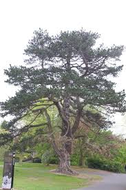 Attēlu rezultāti vaicājumam “Pinus nigra”