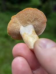 Attēlu rezultāti vaicājumam “Hydnum repandum”