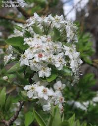 Attēlu rezultāti vaicājumam “Pyrus”