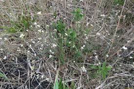 Attēlu rezultāti vaicājumam “Cardaminopsis arenosa bud”