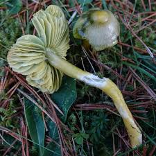 Attēlu rezultāti vaicājumam “Protostropharia alcis”