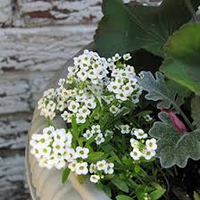 Image result for Alyssum diffusum