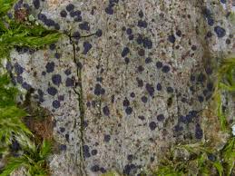 Attēlu rezultāti vaicājumam “Arthonia spadicea”