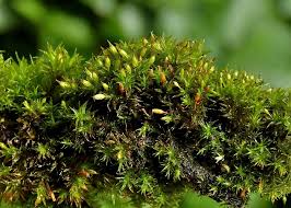 Attēlu rezultāti vaicājumam “Orthotrichum diaphanum sporophyte”