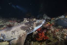 Image result for Cephaloscyllium laticeps