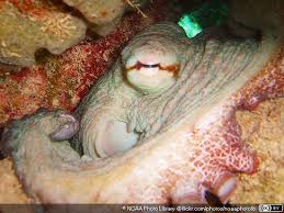 Image result for Octopus vulgaris