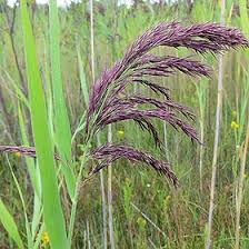 Attēlu rezultāti vaicājumam “Phragmites communis leaf”
