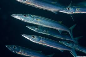 Image result for Sphyraena barracuda